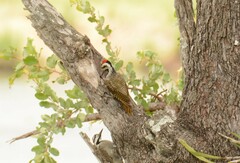 Chloropicus namaquus