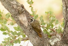 Chloropicus namaquus