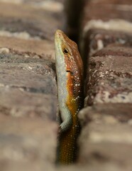 Trachylepis margaritifera