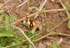 Junonia hierta cebrene