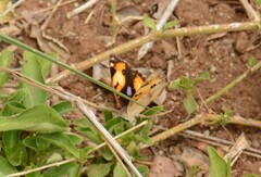 Junonia hierta cebrene