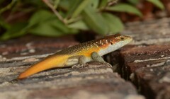 Trachylepis margaritifera