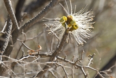 Pseudobombax ellipticum