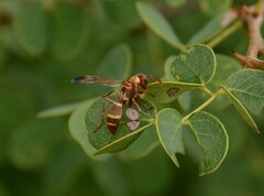 Polistes badius
