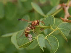 Polistes badius