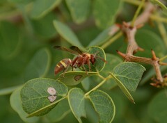 Polistes badius