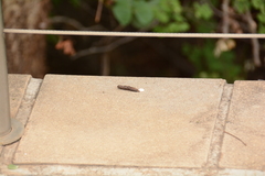 Trachylepis margaritifera