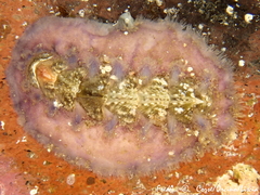 Acanthochitona fascicularis
