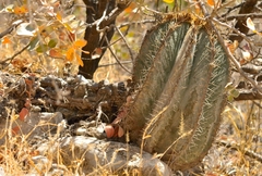 Astrophytum ornatum