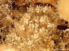 Botryllus schlosseri