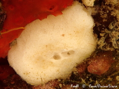 Calcarea