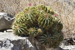 Ferocactus echidne