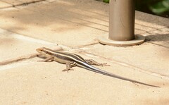 Trachylepis margaritifera