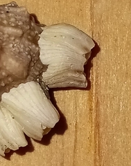 Amphibalanus venustus