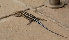 Trachylepis margaritifera