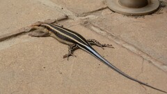 Trachylepis margaritifera