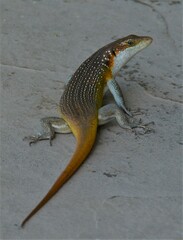 Trachylepis margaritifera