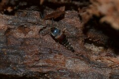 Sepedophilus