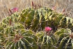 Ferocactus echidne
