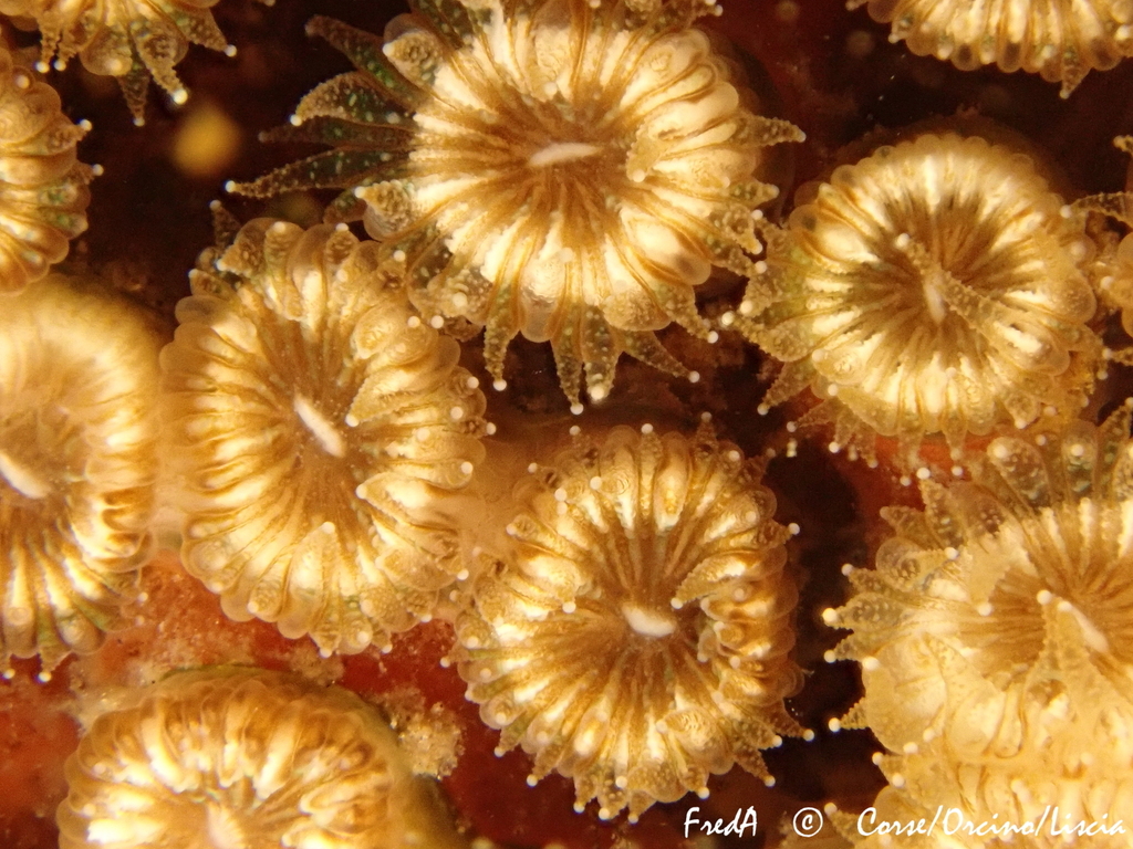Cushion Coral