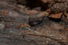 Sepedophilus