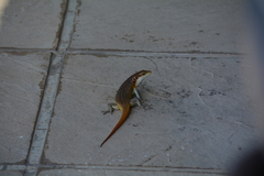 Trachylepis margaritifera