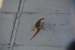 Trachylepis margaritifera