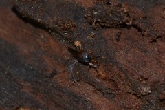 Sepedophilus