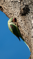 Psittacula eupatria