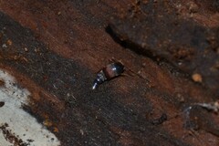 Sepedophilus