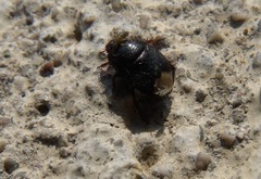 Microporus nigrita