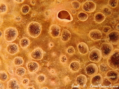 Hemimycale columella