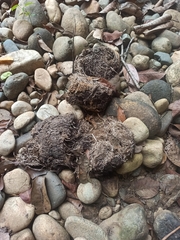 Elephas maximus indicus