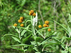 Buddleja globosa