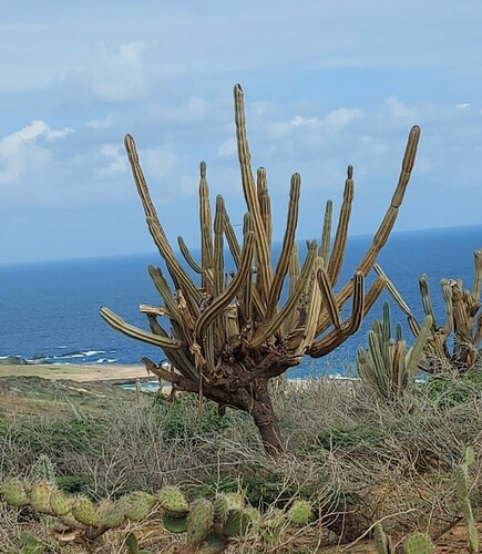 Cereus repandus