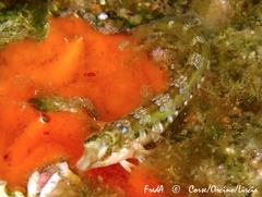 Microlipophrys dalmatinus