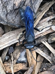 Pompiloidea