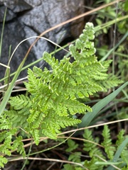 Cheilanthes eckloniana