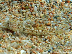 Pomatoschistus marmoratus