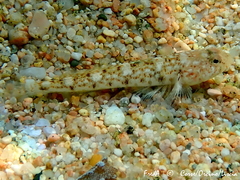 Pomatoschistus marmoratus