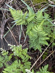 Cheilanthes eckloniana