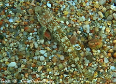 Pomatoschistus marmoratus
