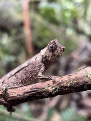 Brookesia superciliaris
