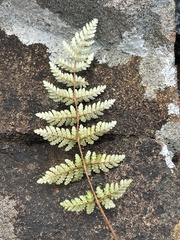 Cheilanthes eckloniana