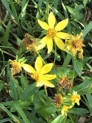 Bidens laevis