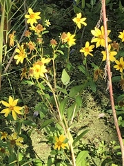 Bidens laevis