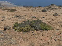 Gutierrezia espinosae