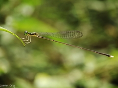 Amphicnemis gracilis