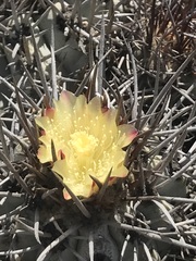 Copiapoa atacamensis