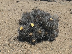 Copiapoa atacamensis
